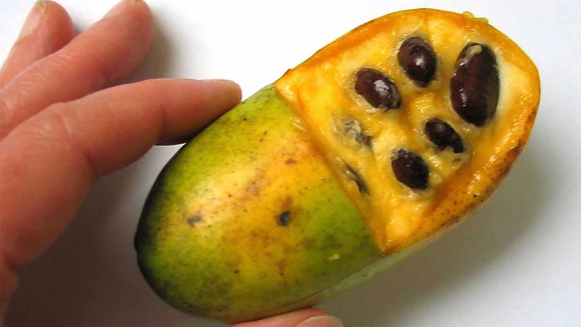 pawpaw“width=