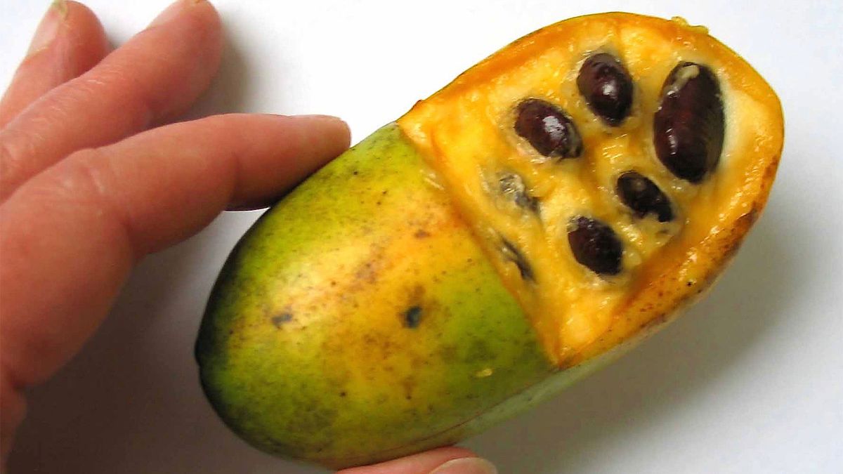 Pawpaws: The Forgotten Fruit That Could Use a Little Love - HowStuffWorks