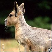 patagonian cavy