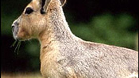 Patagonian Cavy