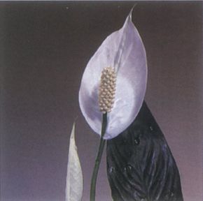 Peace lily has white leaves surrounding its flower clusters.See more pictures of house plants.