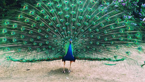 Multi-colored peacock displays vibrant feathers in nature.