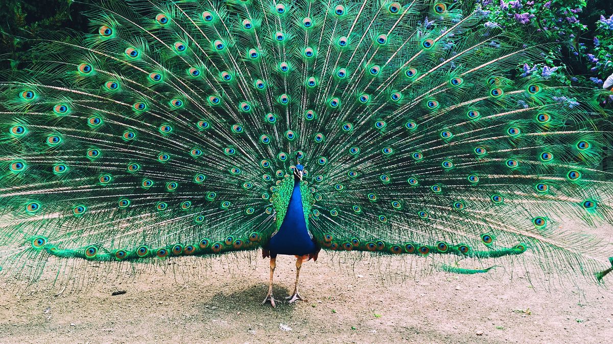 Peacock Feathers, Tail Feather, Peacock Wing Feathers, Shimmering