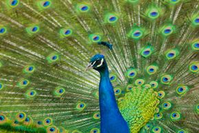 A close-up of a male peacock.