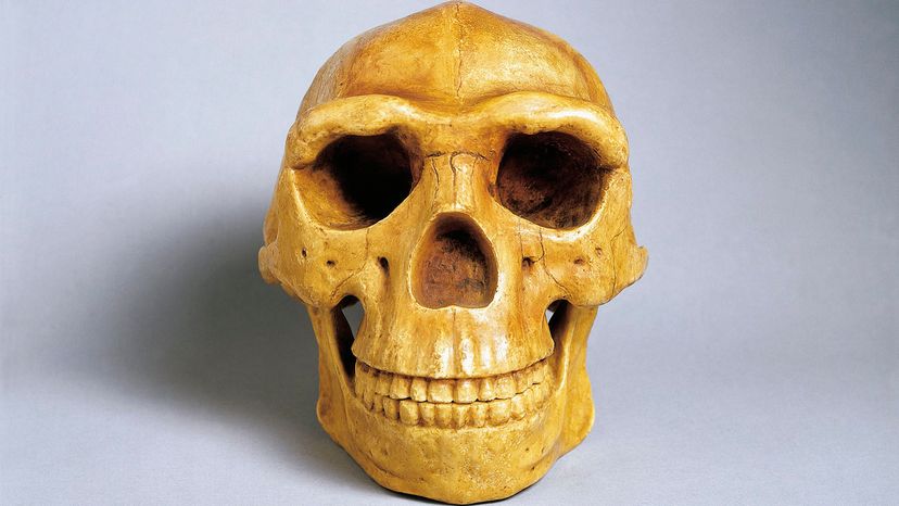 Peking Man skull