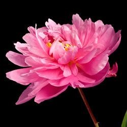 Peony blooms have a pleasant scent and are a lovely addition to any bouquet.