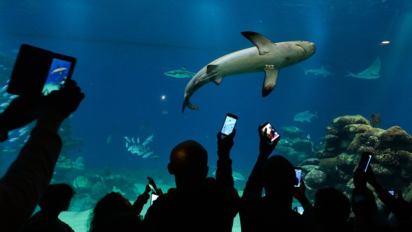 人们在水族馆看鲨鱼”width=