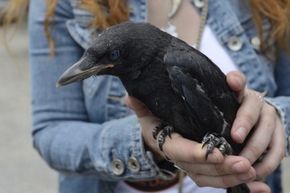 A person holds a crow.