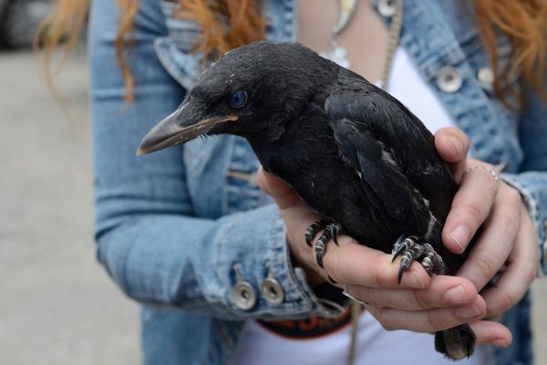 A person holds a crow.