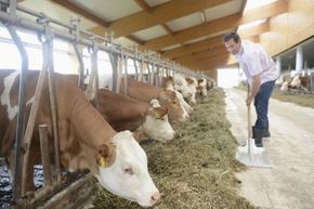Livestock and crop types are variables that can significantly affect how many people a farm's yield can feed.