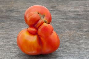 Misshapen produce sometimes isn't even harvested because it's unlikely to be purchased by consumers.