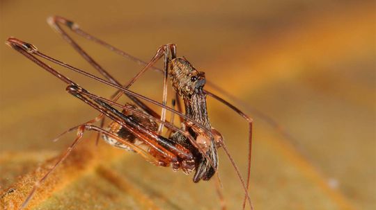 It's a Bird! It's a Spider! It's Pelican Spider!