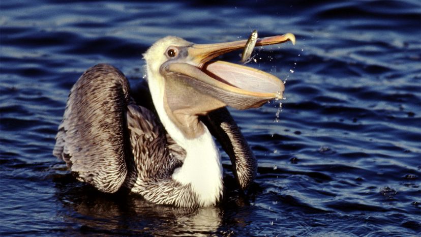 Outback Pelicans, The Bill and Pouch Breakdown (Graphic)