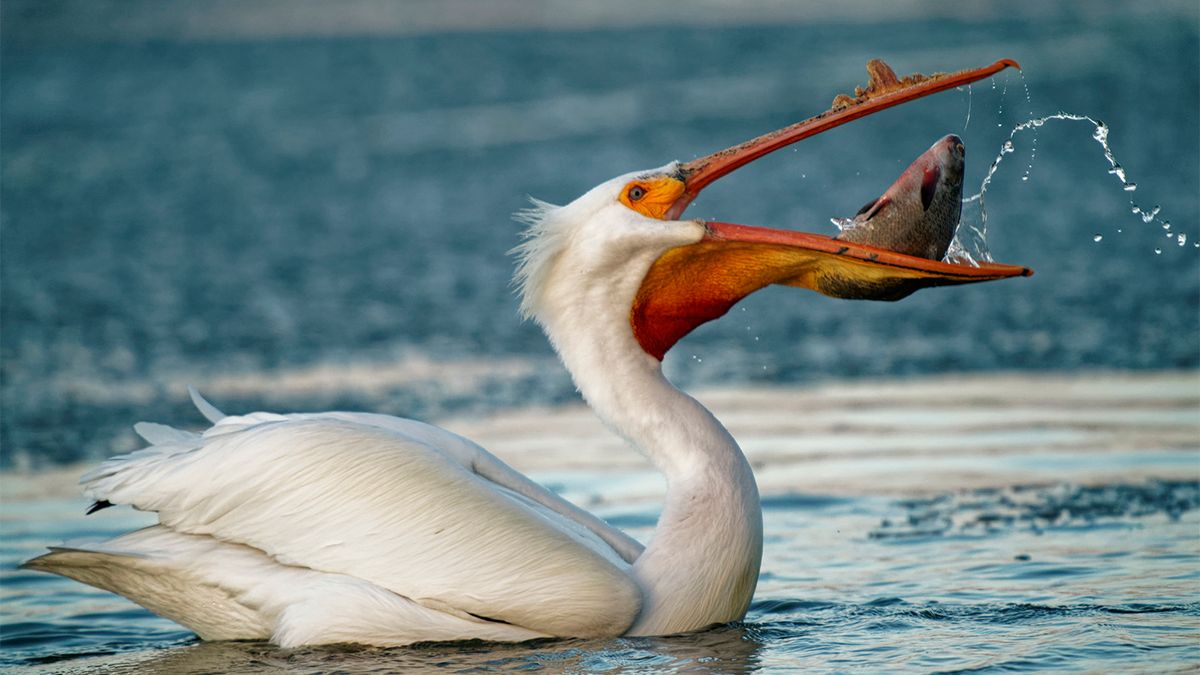 Does a Pelican’s Bill Hold More Than Its Belly Can?