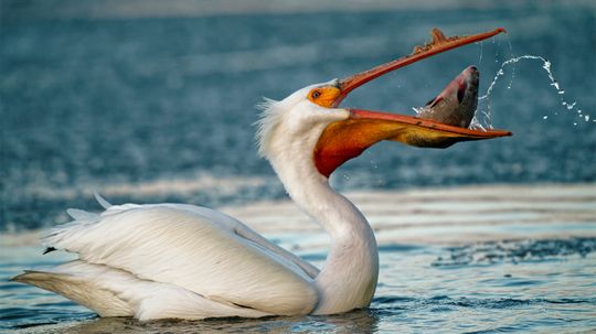 Does a Pelican's Bill Hold More Than Its Belly Can?