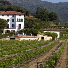 Vineyard in Alella, Catalonia, Penedes, Spain.