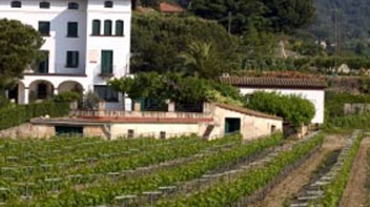 Ultimate Guide to the Penedes Wine Region