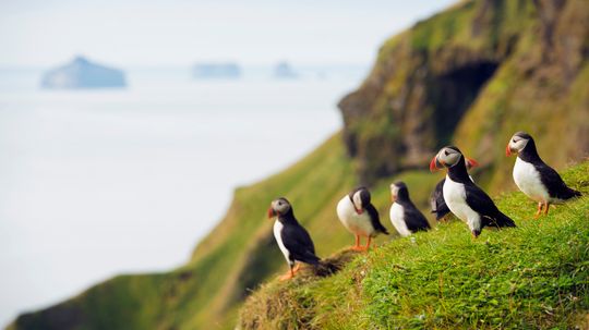 What's the difference between a penguin and a puffin?