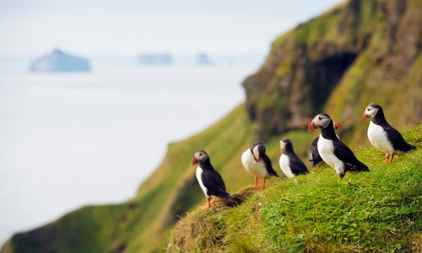 Puffin perched atop cliff in nature.