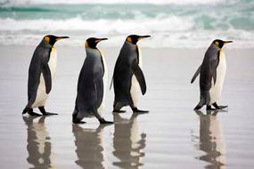 A group of king penguins strutting their stuff.