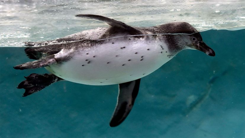 5 month old Oscar who was born in November enjoys himself inside the penguin enclosure at Veer Mata Jijabai Bhosale Udyan And Zoo,Byculla on January 18, 2022 in Mumbai, India. 		