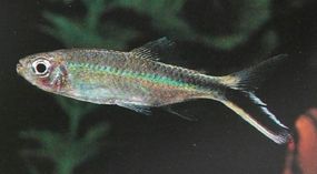 Can You Identify These New Zealand Fish Species?