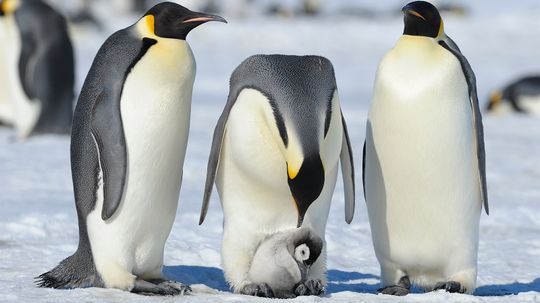 Penguins: The Monogamous Tuxedoed Birds That 'Fly' Underwater