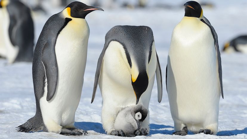 penguins