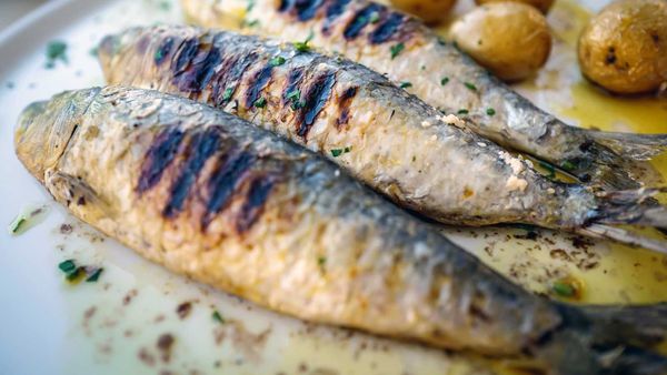 Grilled sardines