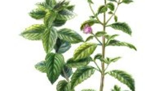 Peppermint: Herbal Remedies