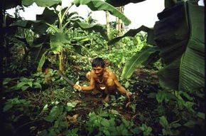 A Yanomami Indian weeds a forest garden in the Amazon, illustrating how permaculture practices existed long before the term itself.