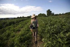 一个女人在纽约社区农场上收获有机种植的茄子，这些农场是基于可持续性和环境保护的原则。 “border=