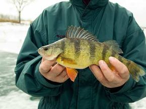 Man holding yellow perch caught while ice-fishing.