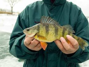 Jointed 09 Yellow Perch, Fishing -  Canada