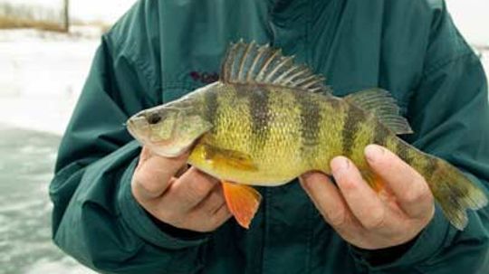 Top 3 Perch Fishing Tips