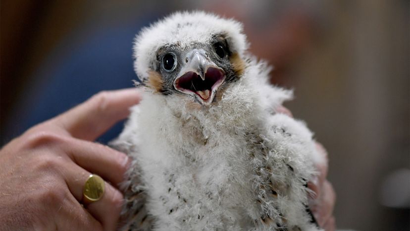 Peregrine Falcon  National Wildlife Federation