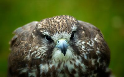 The Fast and Furious Peregrine Falcon Is a Midair Hunting Machine