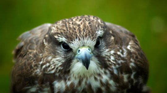 How do peregrine falcons fly so fast?