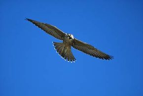 The streamlined bodies of peregrine falcons encounter almost zero resistance in the air, enabling them to reach speeds of 200 mph (322 kph).