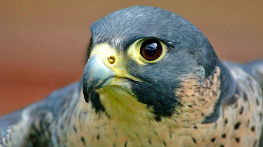 The Fast and Furious Peregrine Falcon Is a Midair Hunting Machine