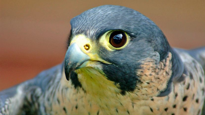 Peregrine falcon