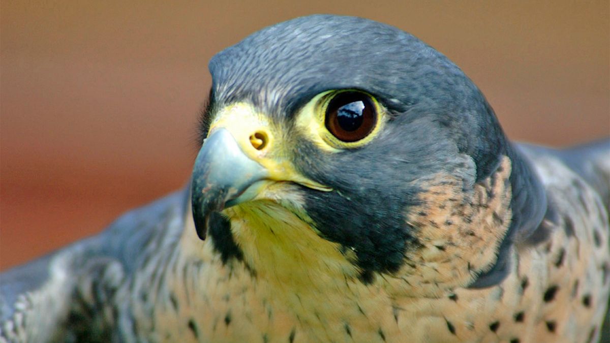 The Fast and Furious Peregrine Falcon Is a Midair Hunting Machine |  HowStuffWorks