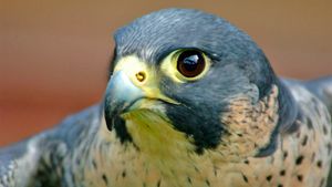 Peregrine Falcon