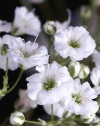 Creeping Baby's Breath Seeds - Gypsophila Repens Alba