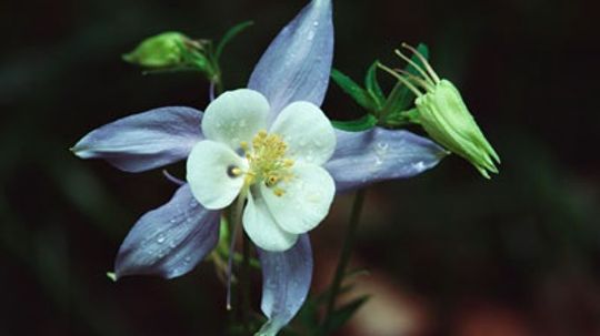 Perennial Flowers