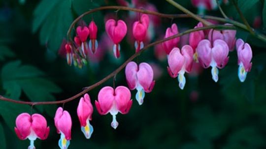 Perennials for Part Shade