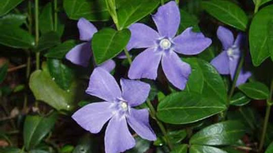 Periwinkle, Myrtle