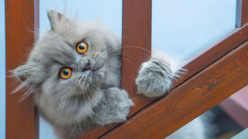 Average age of store a persian cat