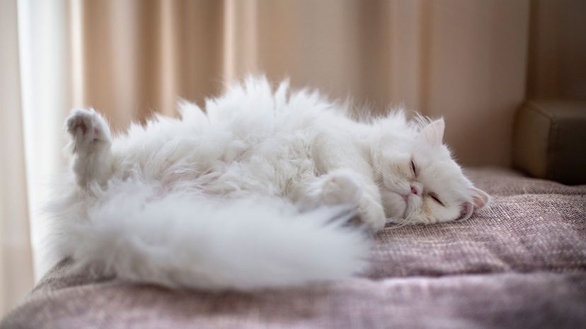 fluffy white persian cat