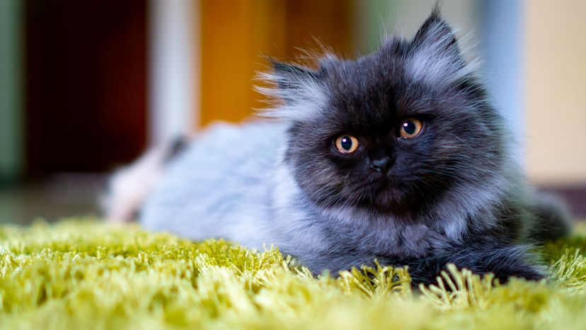 blue persian cats